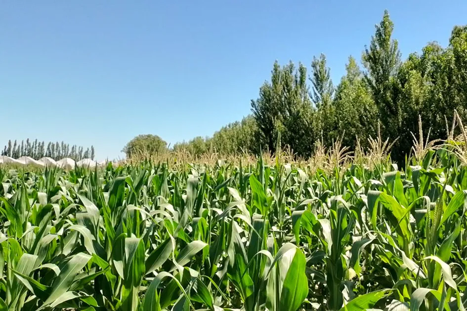 WhatsApp Image 2025-10-21 at 11.00.43