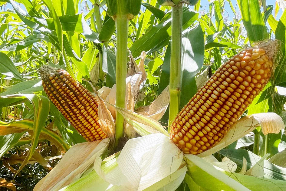 WhatsApp Image 2025-10-21 at 11.00.42